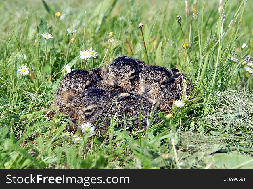 Many little rabbits in grass