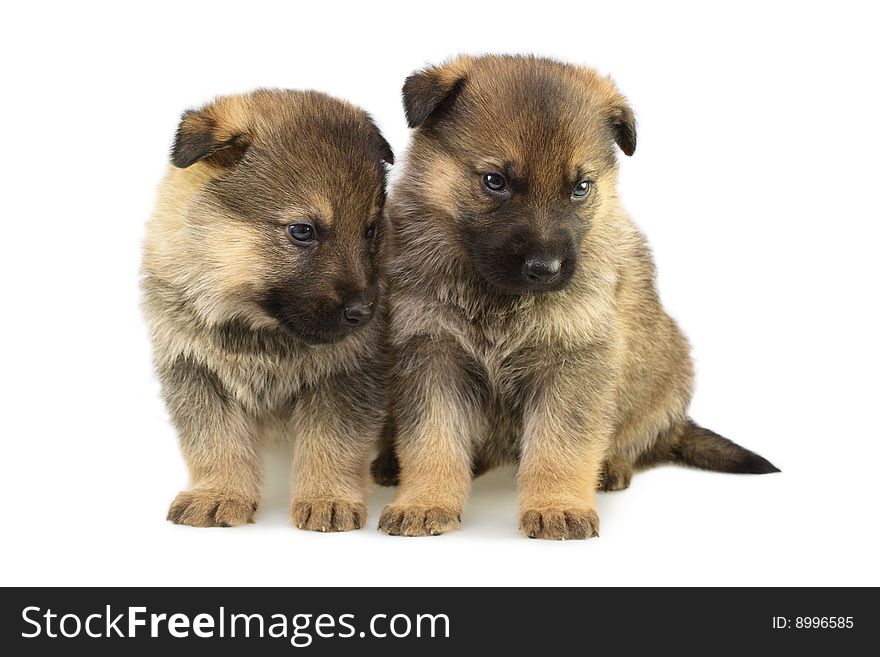 Germany sheep-dogs puppys isolated on white background