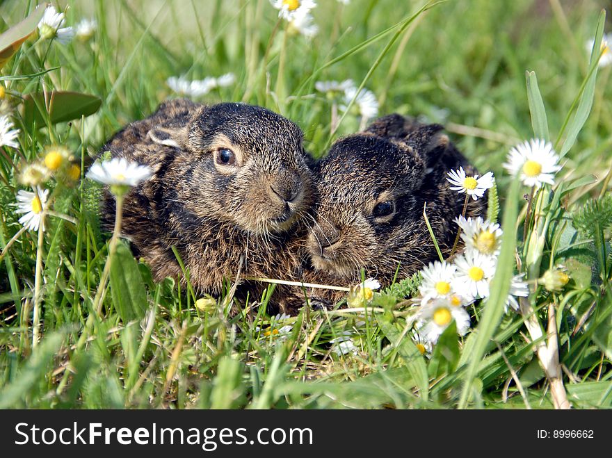 Two little rabbits in grass