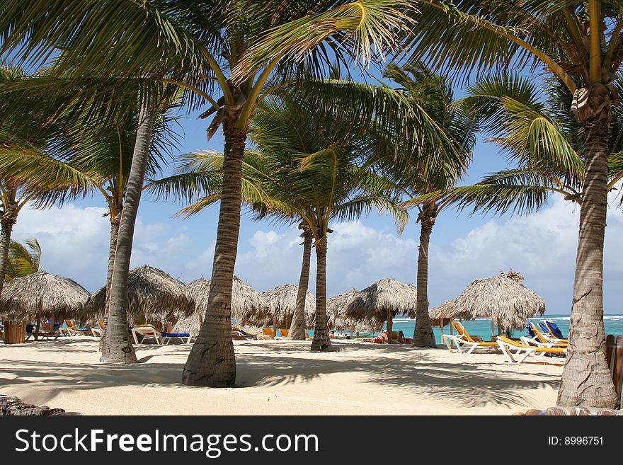 Caribbean sea beachfront palm tree. Caribbean sea beachfront palm tree