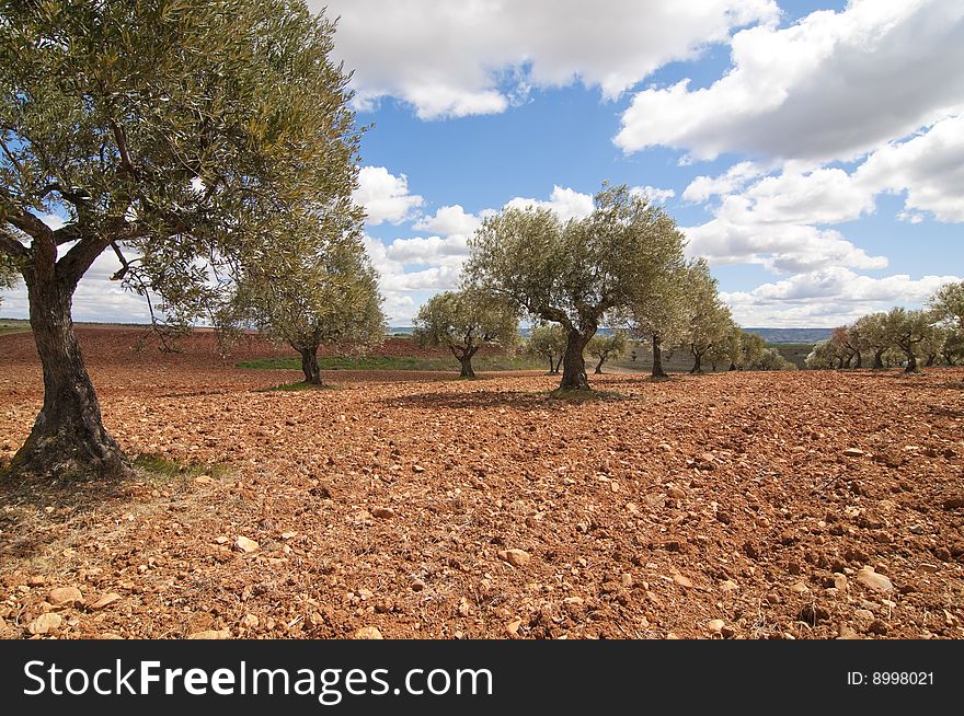 Picture of an olive field from spain.