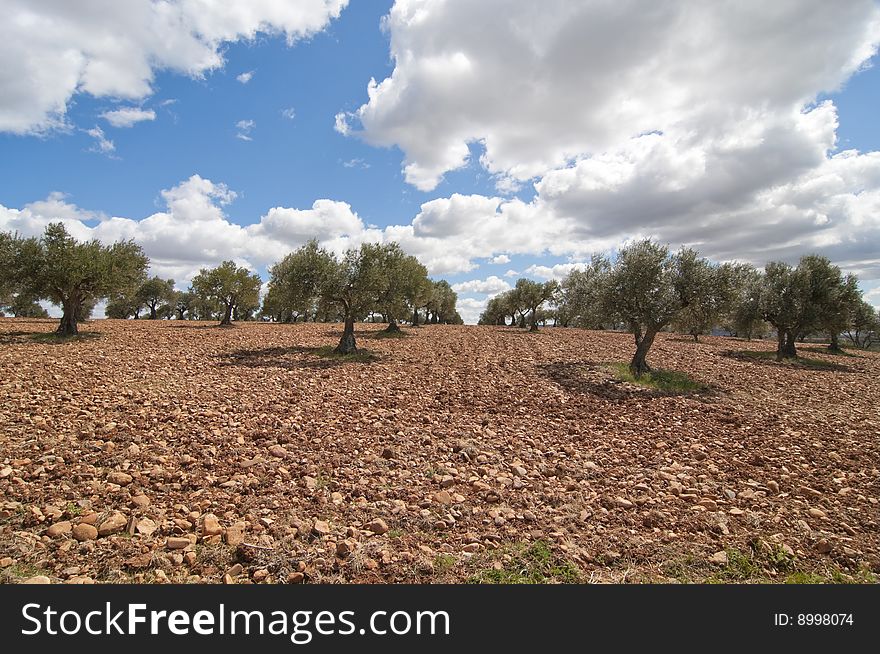 An Olive field