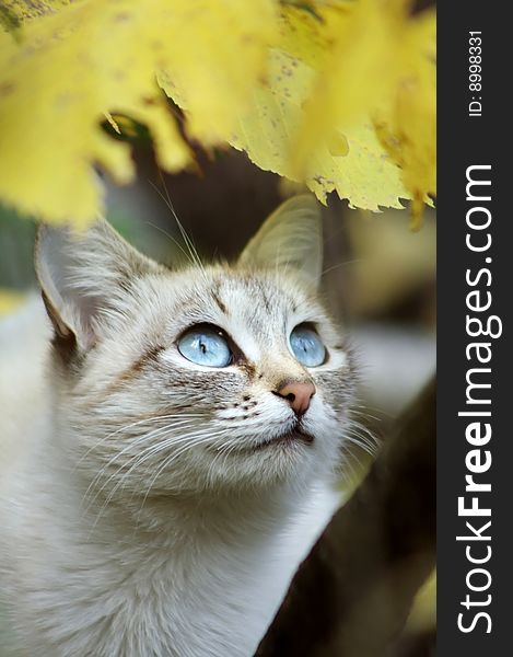 Grey cat with blue eyes in autumn wood