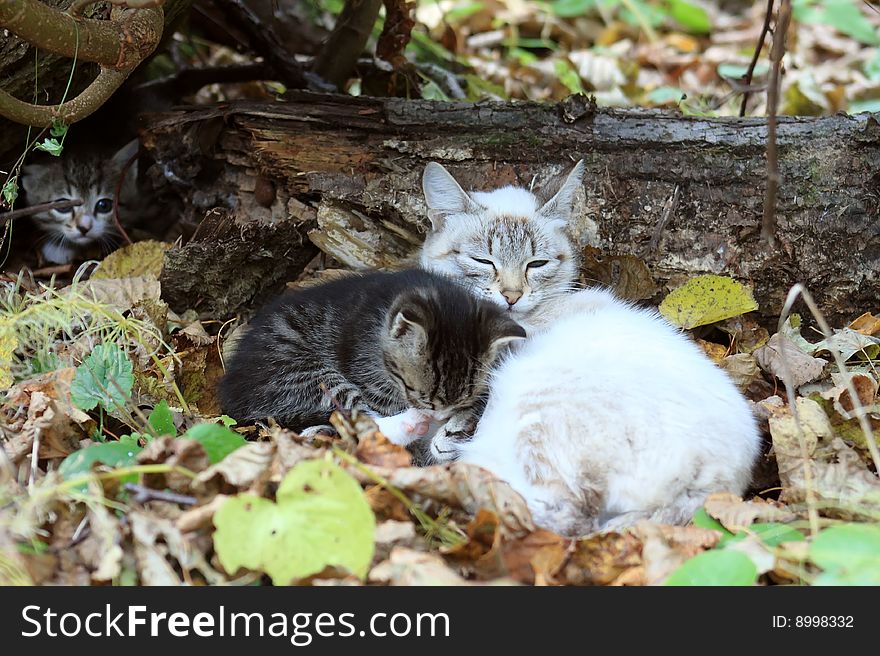 Cat with kittens in autumn wood