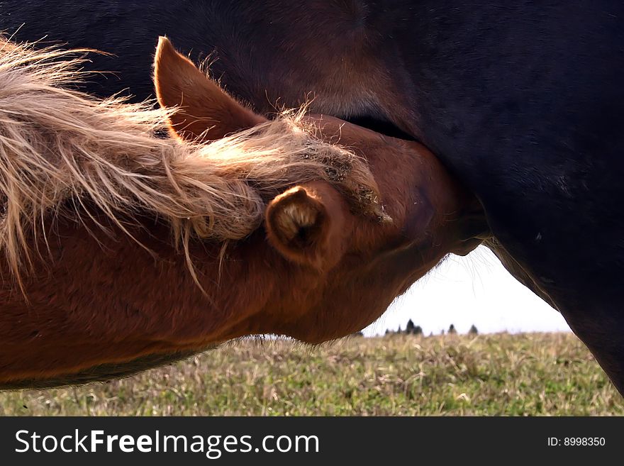 The foal is fed with milk of mother