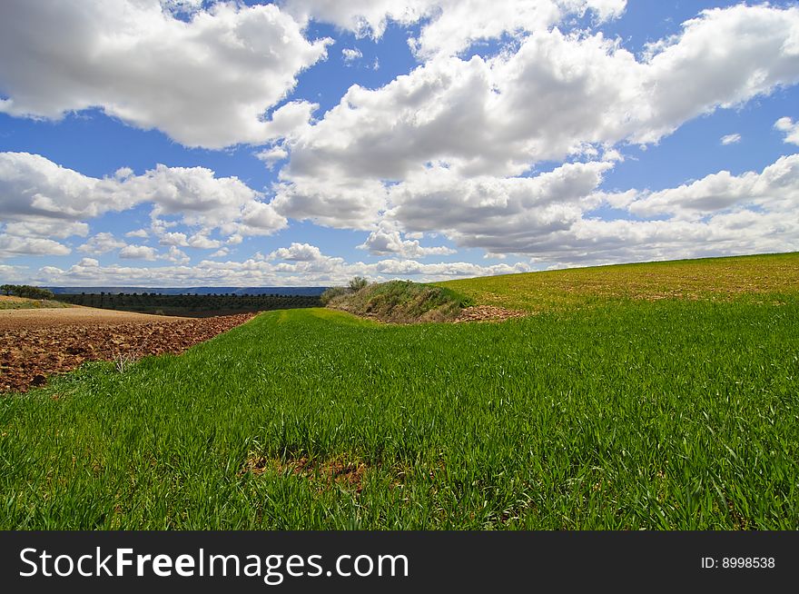 A Wheat Field.