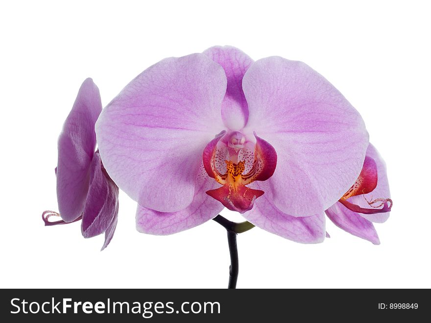 Pink orchid on white background. Pink orchid on white background