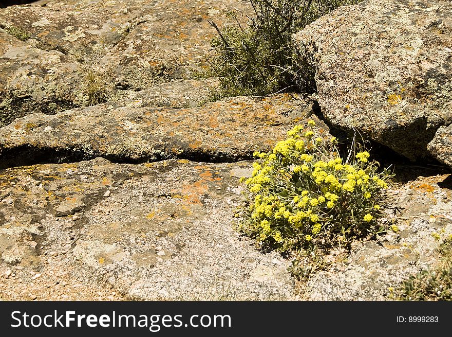 Rock detail on the rim of the Black Canyon of the Gunnison. Rock detail on the rim of the Black Canyon of the Gunnison