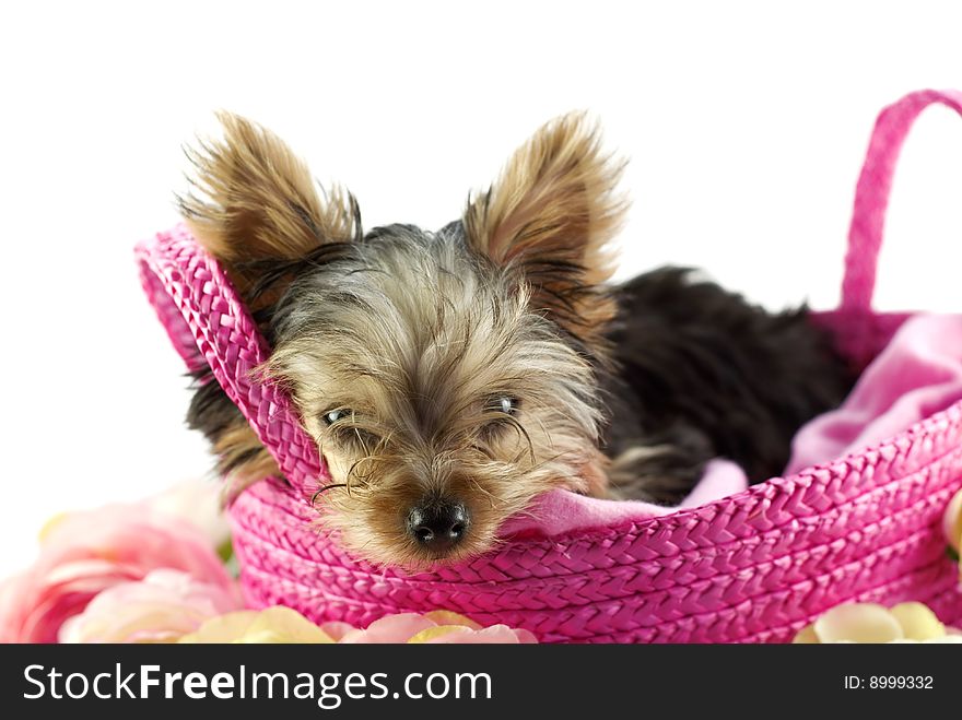 An adorable four month old Yorkie puppy in a pink basket, closeup, isolated on white background with copy space. An adorable four month old Yorkie puppy in a pink basket, closeup, isolated on white background with copy space