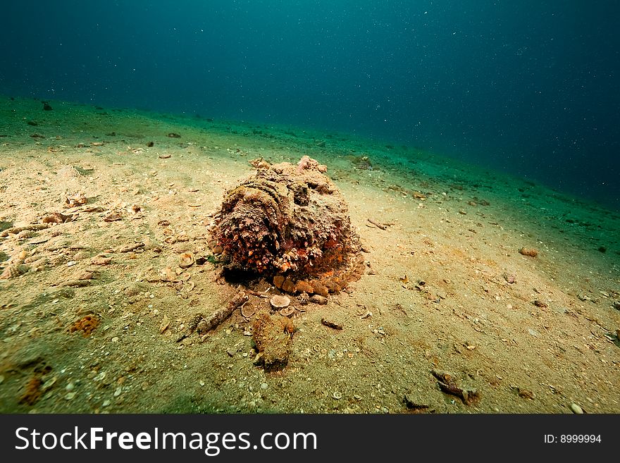 Stonefish (synanceia verrucosa) taken in the red sea.