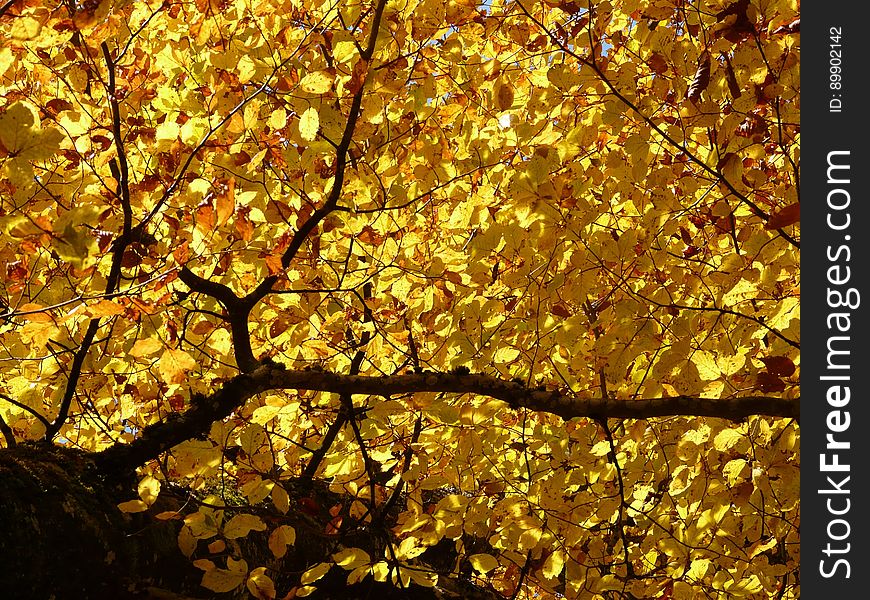 Yellow, Leaf, Deciduous, Maidenhair Tree
