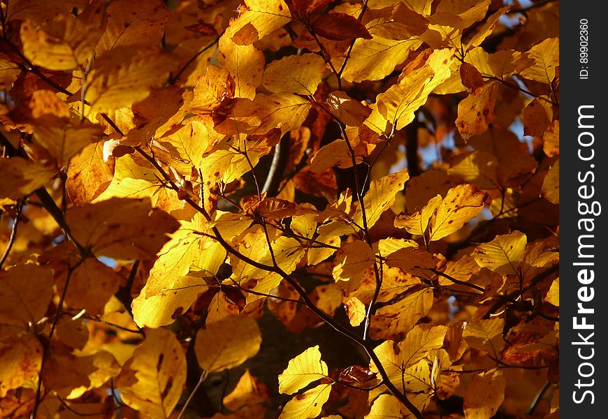 Yellow, Autumn, Leaf, Deciduous