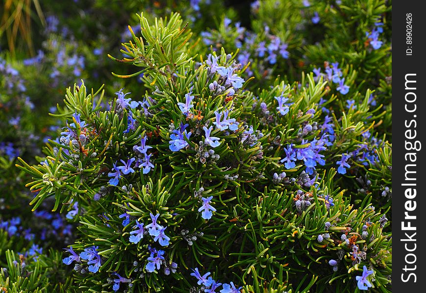 Plant, Flora, Flower, Rosemary