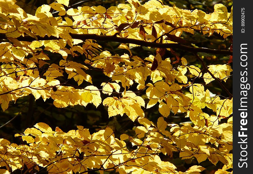 Yellow, Deciduous, Maidenhair Tree, Leaf