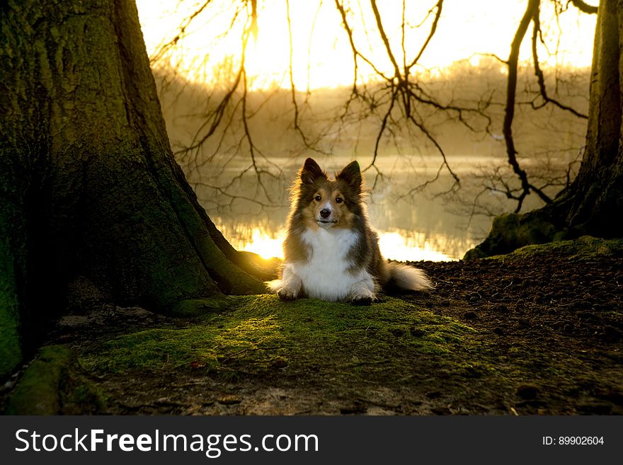 Nature, Plant, Woody Plant, Tree