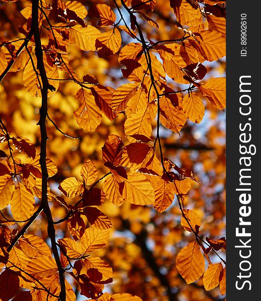 Branch, Autumn, Deciduous, Yellow