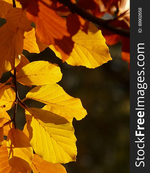 Yellow, Leaf, Deciduous, Autumn