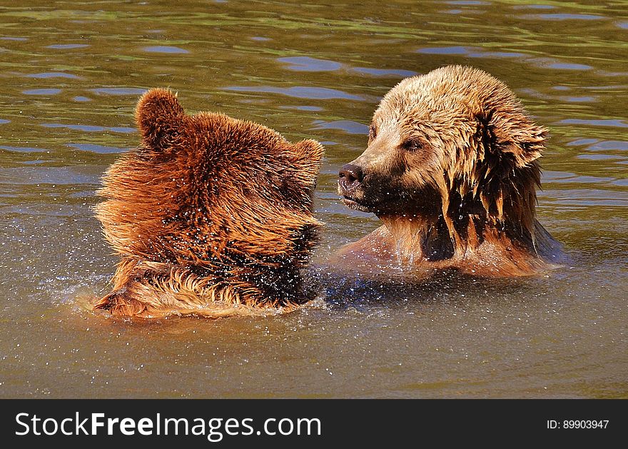 Brown Bear, Grizzly Bear, Mammal, Dog