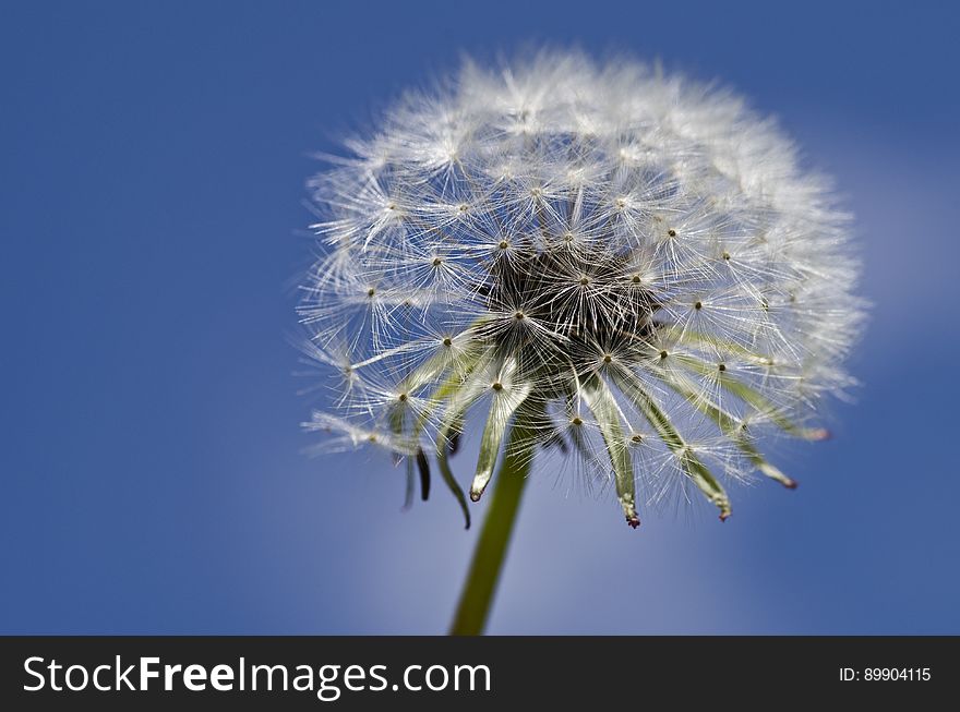 Flower, Blue, Sky, Dandelion