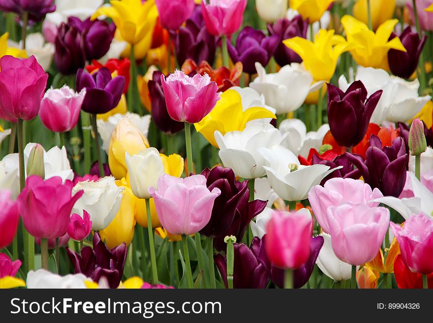 Flower, Plant, Flowering Plant, Tulip