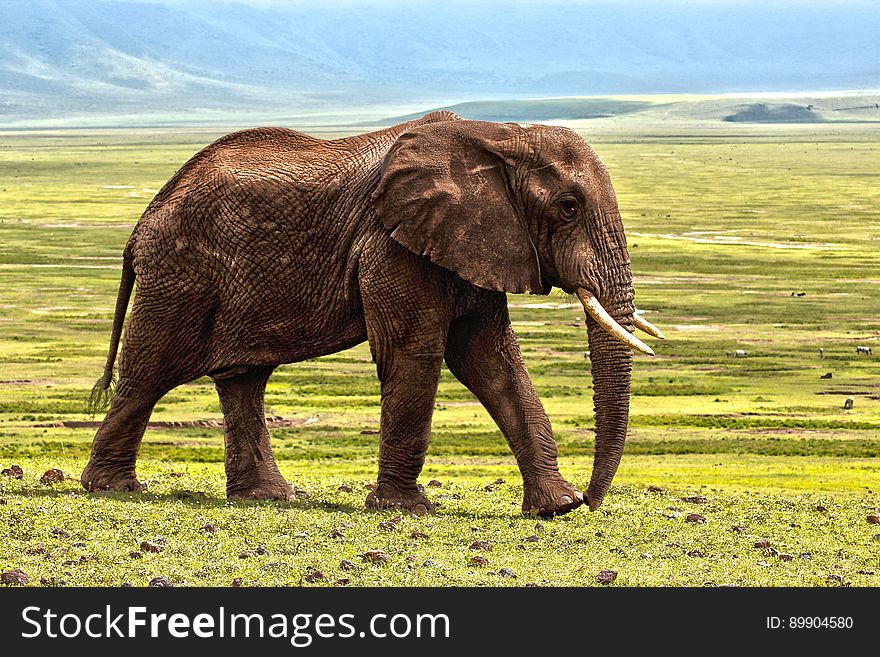 Elephant, Elephants And Mammoths, Terrestrial Animal, Grassland
