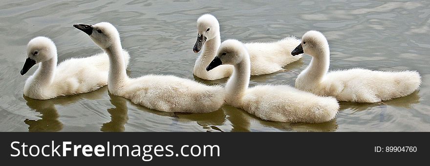 Swan, Water Bird, Bird, Fauna