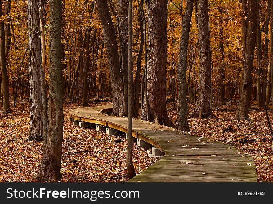 Nature, Woodland, Path, Autumn