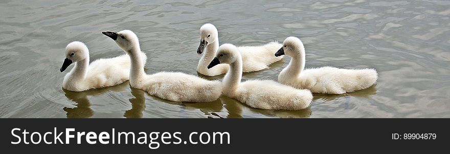 Swan, Water Bird, Bird, Ducks Geese And Swans