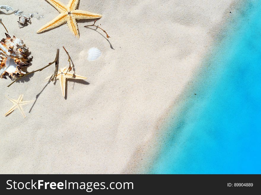 Blue, Sky, Invertebrate, Starfish