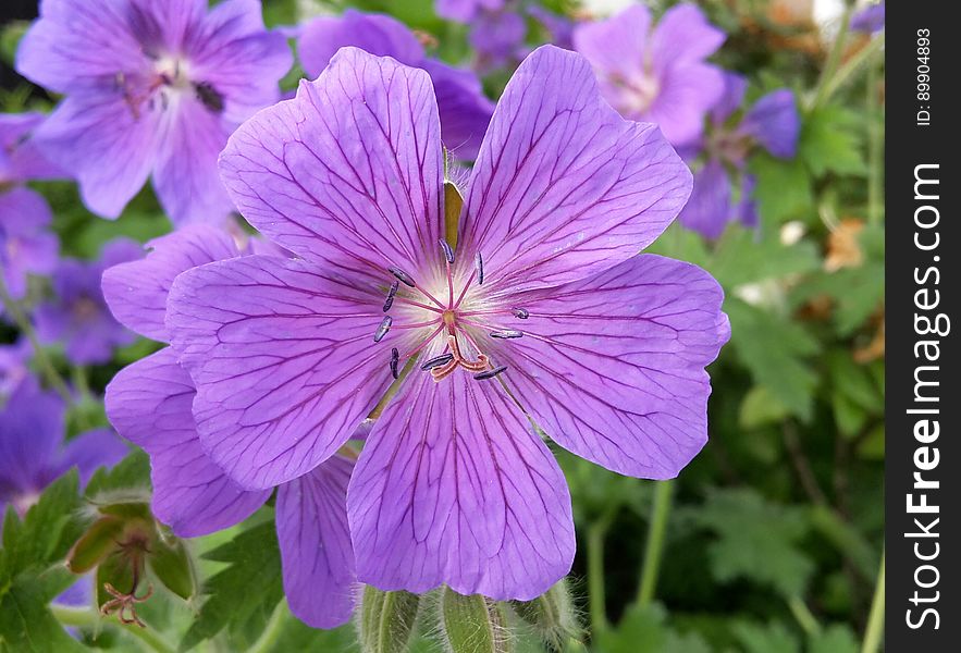 Flower, Plant, Purple, Flora