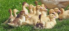 Free Duck, Bird, Ducks Geese And Swans, Water Bird Royalty Free Stock Image - 89915276