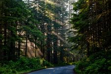 Free Road, Nature, Forest, Ecosystem Royalty Free Stock Photos - 89916498