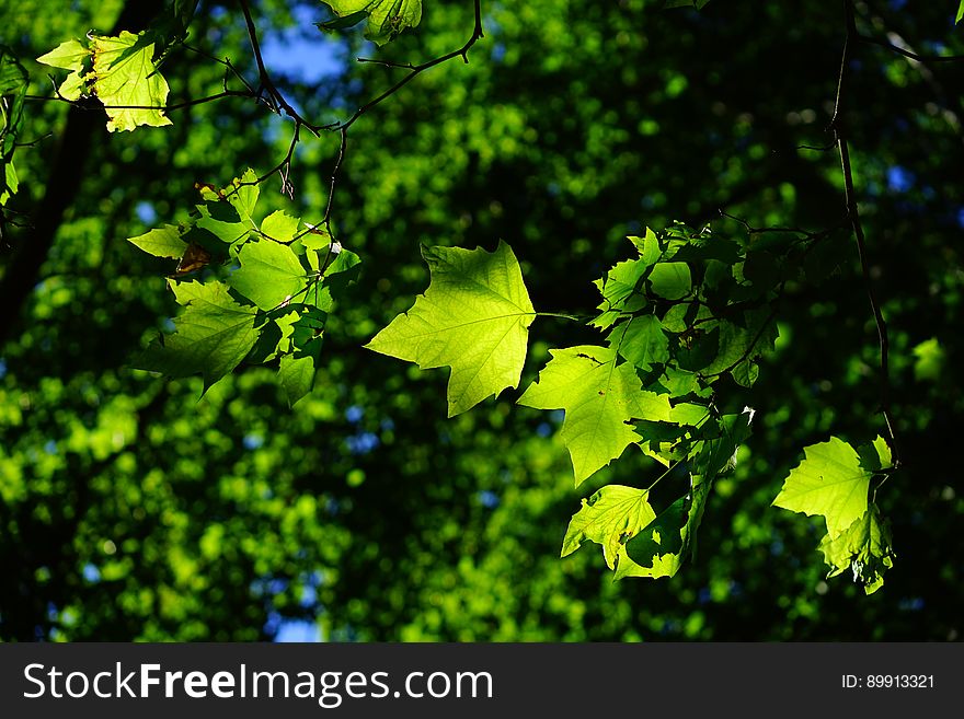 Leaf, Green, Nature, Tree