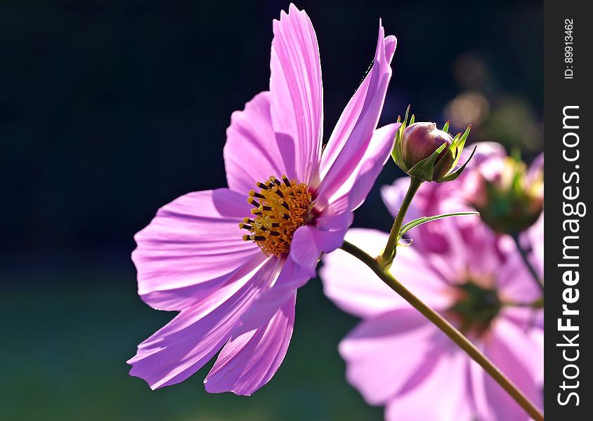 Flower, Garden Cosmos, Flora, Purple