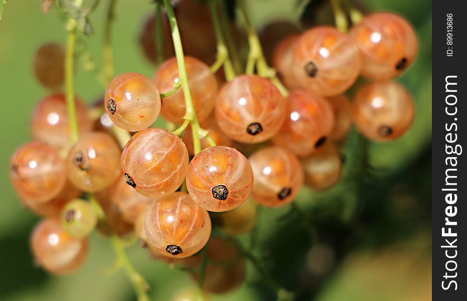 Berry, Close Up, Fruit, Macro Photography