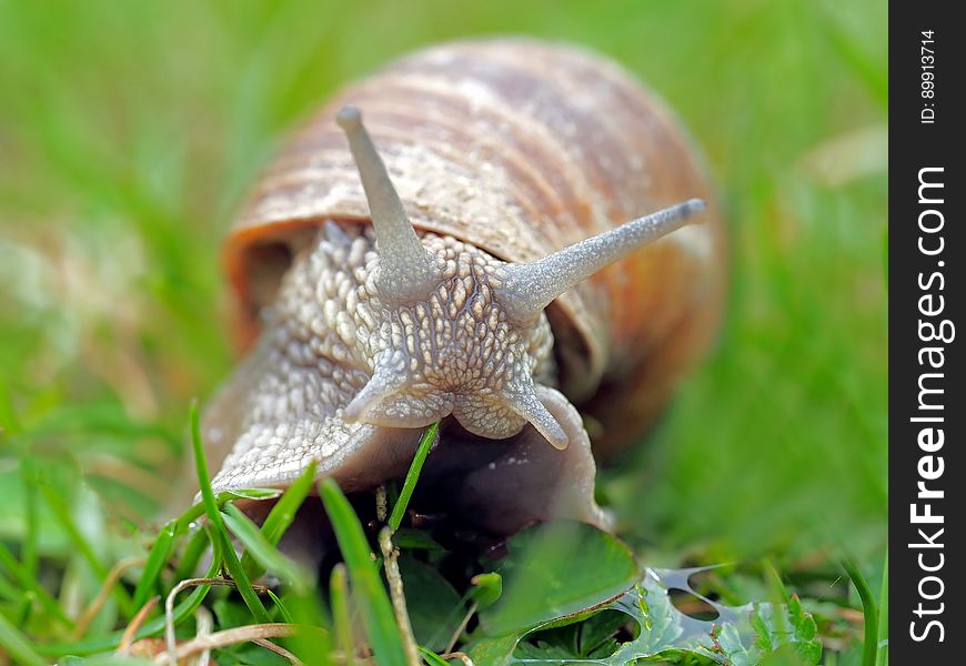 Snail, Terrestrial Animal, Snails And Slugs, Molluscs