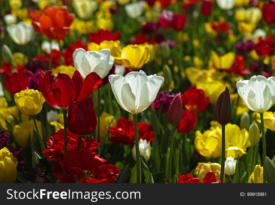 Flower, Plant, Flowering Plant, Tulip