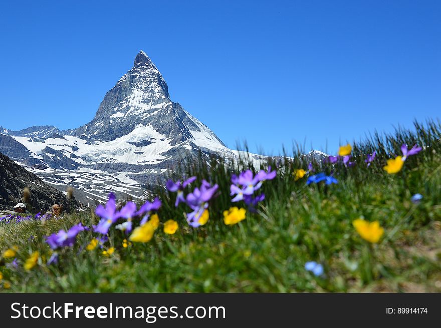 Flower, Mountainous Landforms, Wildflower, Mountain