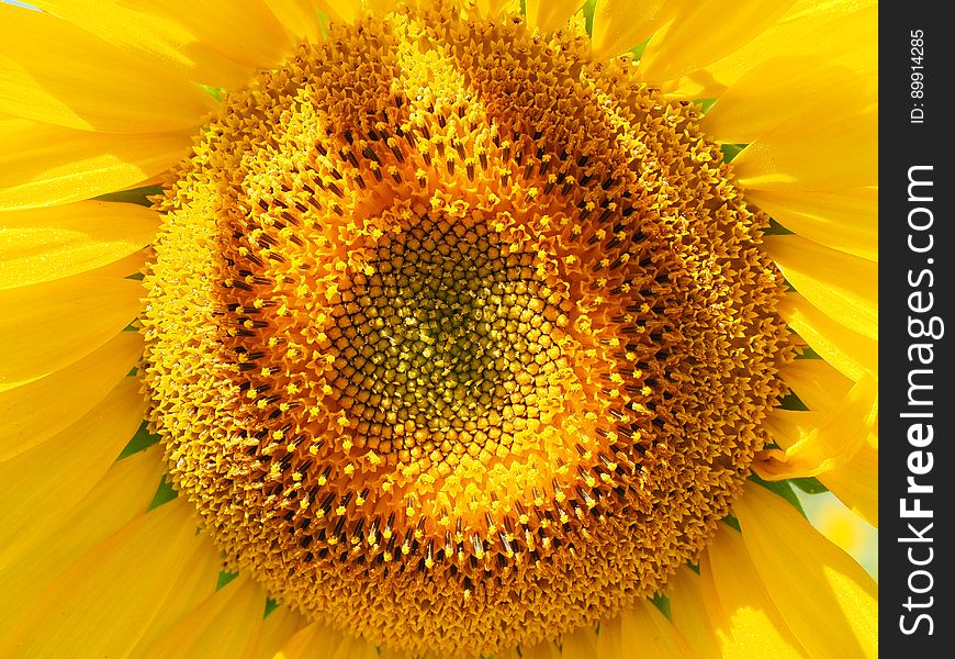 Sunflower, Flower, Yellow, Sunflower Seed