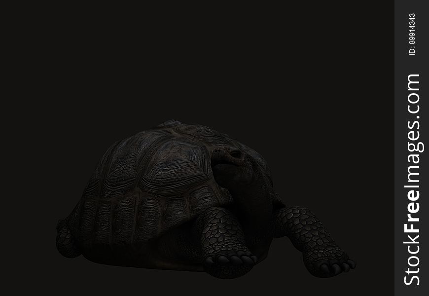 Turtle, Black, Tortoise, Black And White