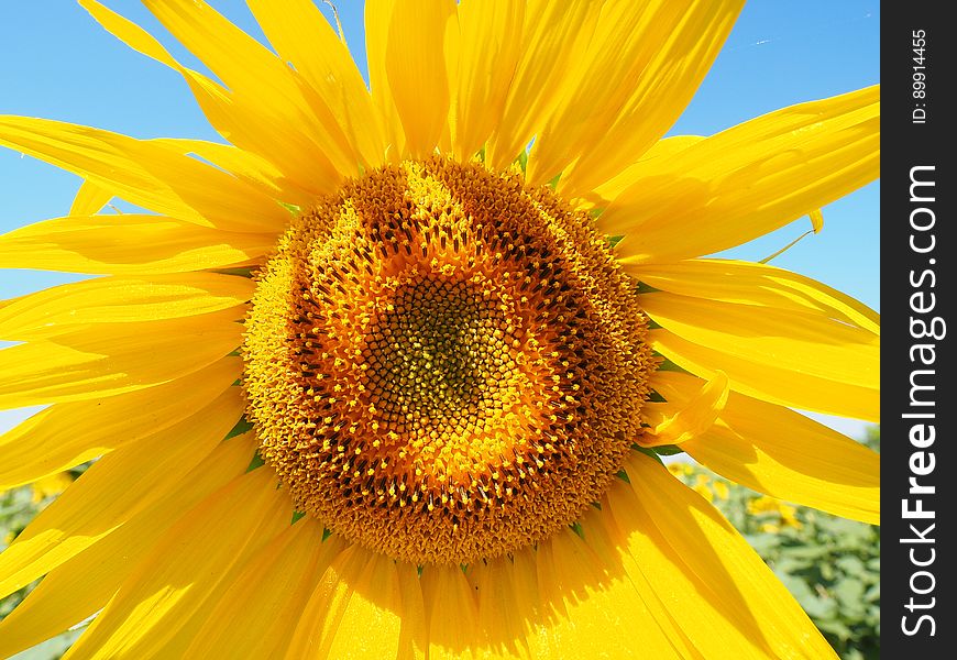 Sunflower, Flower, Yellow, Sunflower Seed