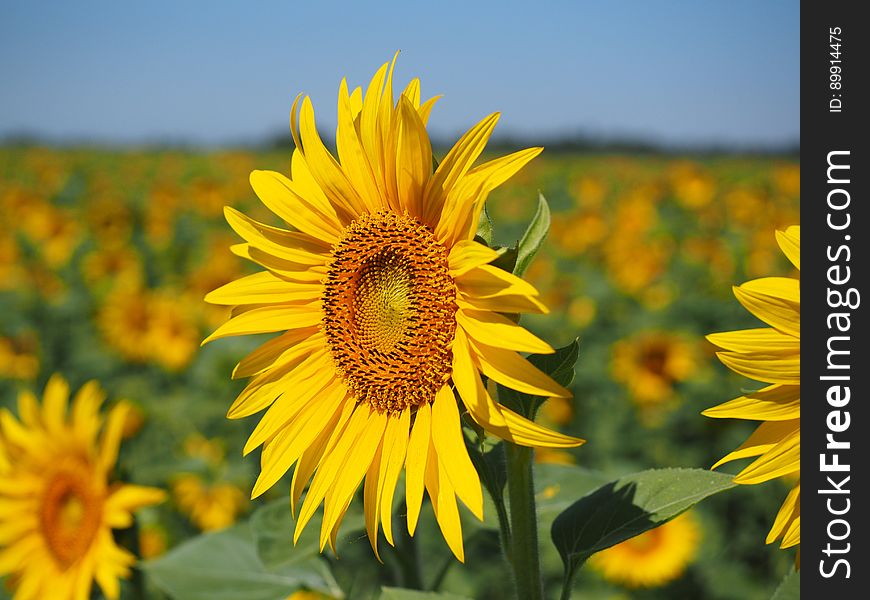 Flower, Sunflower, Yellow, Sunflower Seed