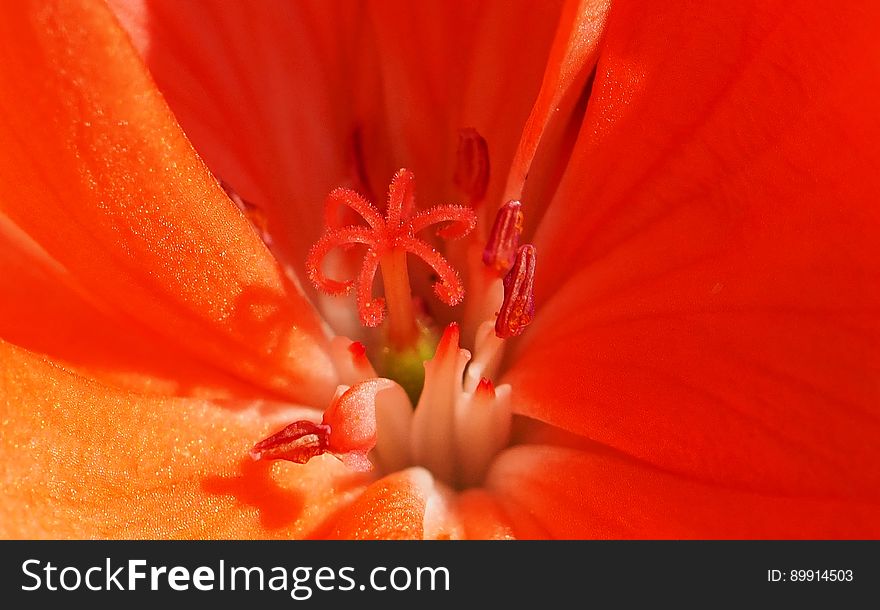 Flower, Orange, Red, Close Up