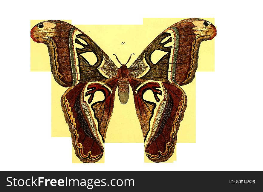 Moths And Butterflies, Butterfly, Insect, Invertebrate