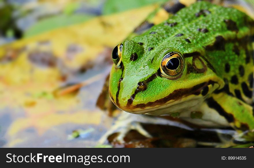 Ranidae, Toad, Green, Amphibian