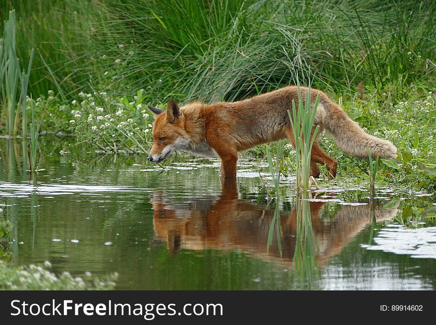 Wildlife, Fauna, Mammal, Red Fox