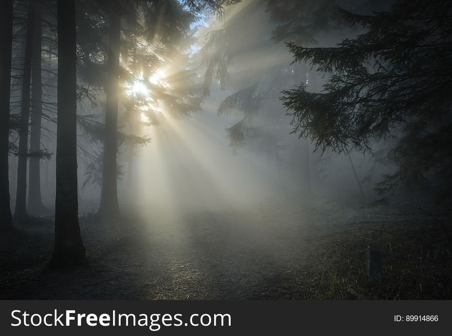 Fog, Atmosphere, Mist, Forest