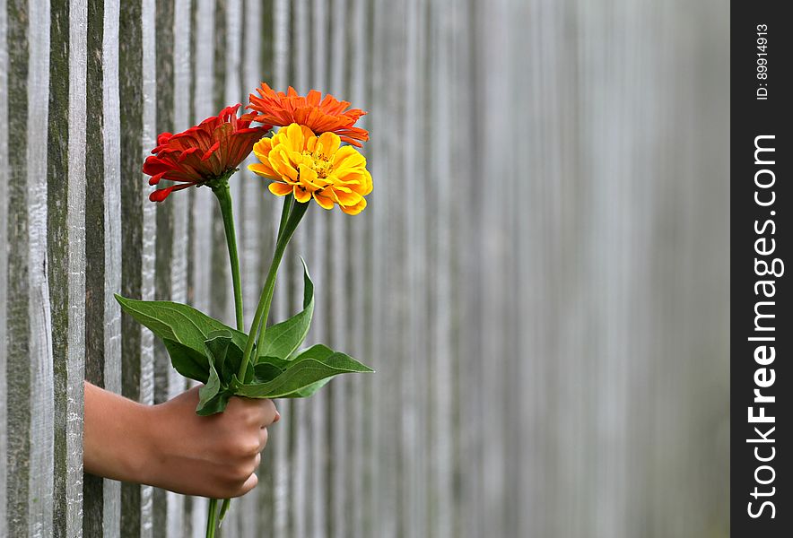 Flower, Plant, Flowering Plant, Flowerpot