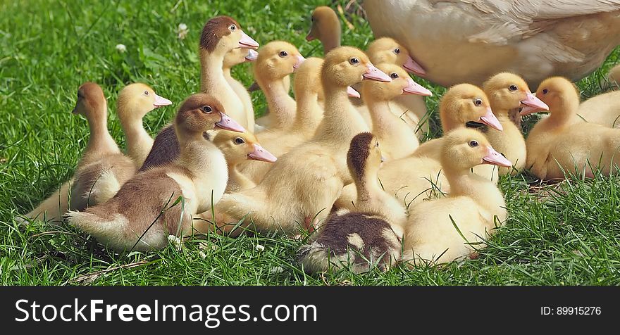 Duck, Bird, Ducks Geese And Swans, Water Bird