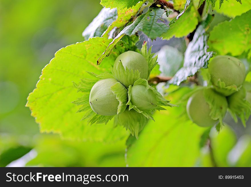 Green, Leaf, Branch, Tree